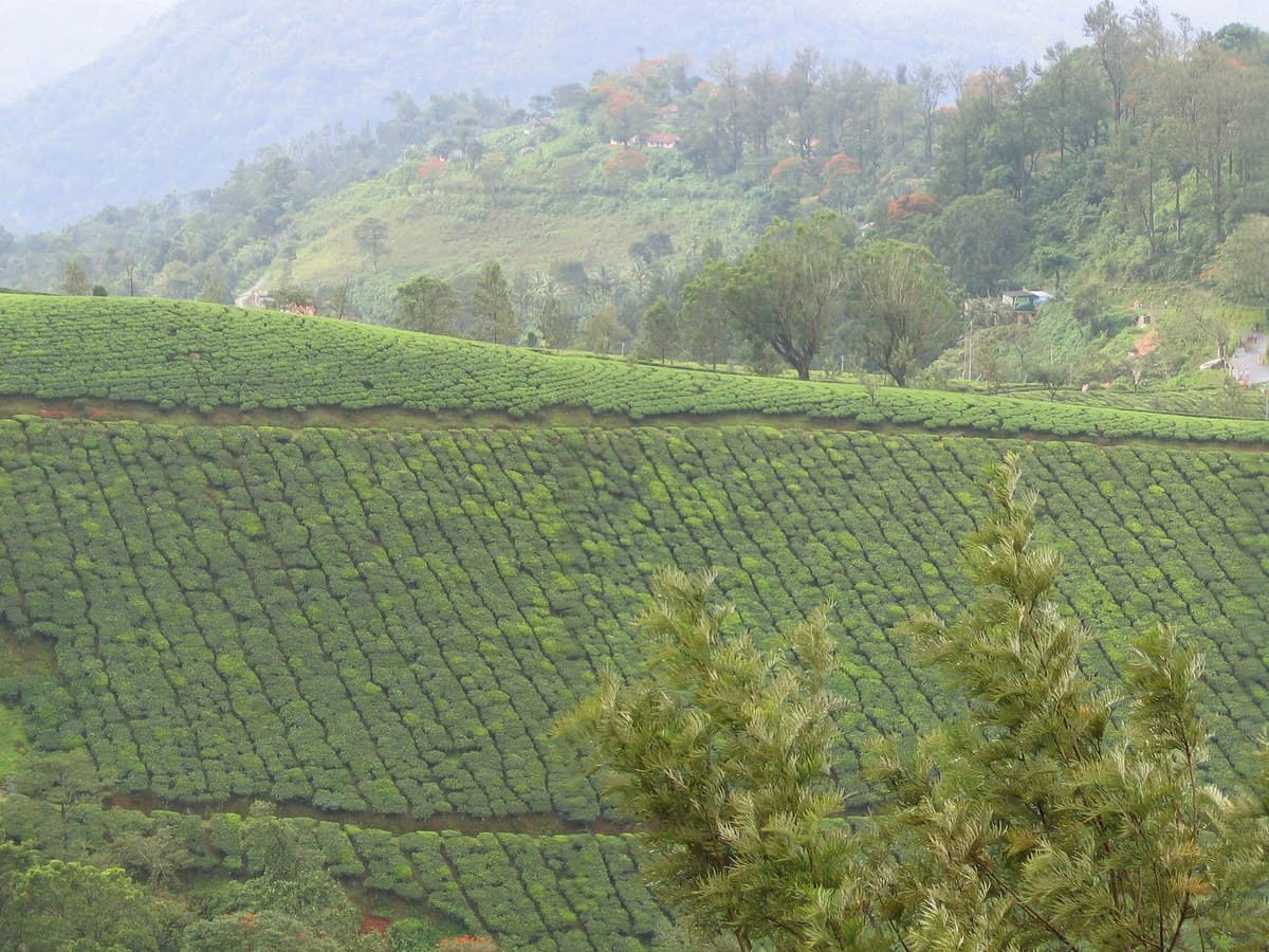 Kerala Day-Wise Signature Tour — Munnar, Thekkady, Alleppey, Varkala & Trivandrum